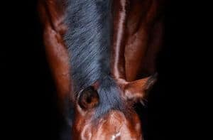 Hi Form Horse Fed Oxydane Shining Neck & Coat